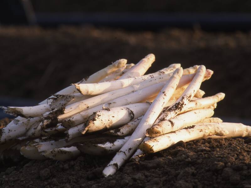 Ein Haufen frischer, erdiger weißer Spargel liegt auf einem Feld.