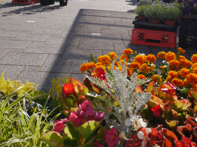 bunte Blumen in den Farben Rot Orange Pink und Gelb und im Hintergrund Pflastersteine 