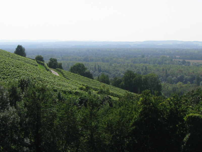 Eine hügelige Landschaft mit üppigen grünen Weinbergen erstreckt sich bis zum Horizont.