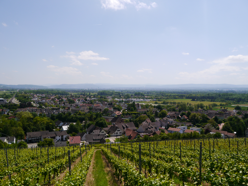 Eine Weinbergslandschaft erstreckt sich im Vordergrund, während sich im Hintergrund eine kleine Stadt in einer weiten, grünen Ebene befindet, unter einem klaren blauen Himmel.