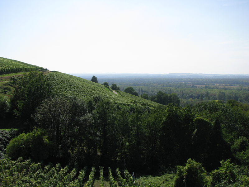 Eine weitläufige Landschaft mit grünen Hügeln voller Weinreben erstreckt sich unter einem klaren Himmel.